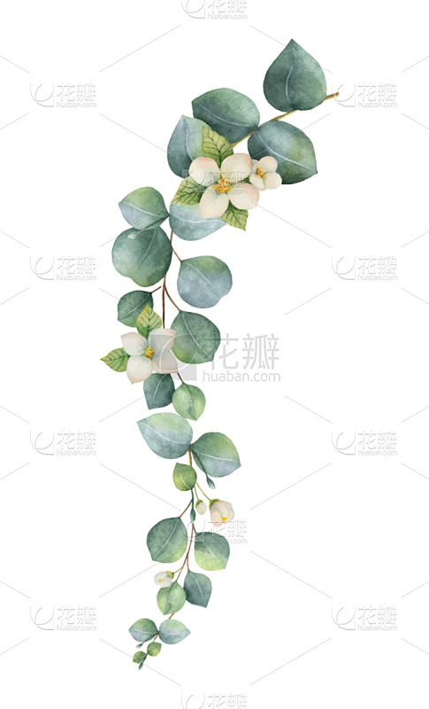 桉树,水彩画,绿色,花环,请柬,浪漫,植...