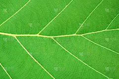 靠近绿色的叶子纹理背景