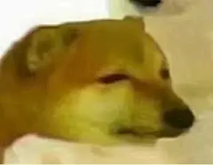 柴犬Cheems狗子表情包 ​_Cheems_斗图表情包 - 发表情 fabiaoqing.com