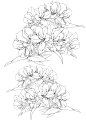 杜鹃3_001