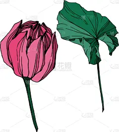 莲花,植物学,黑色,仅一朵花,荷花,壁纸,植物群,春天,花