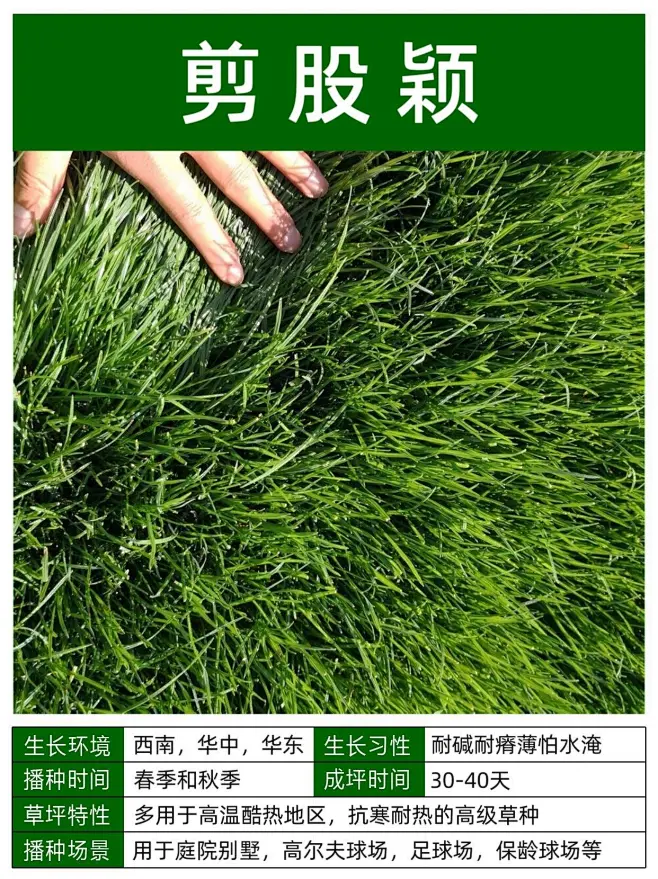 教你认识10种常用草坪品种-花瓣网