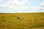 我的肯尼亚探险之旅2（纳瓦沙湖+马赛马拉+内罗毕）