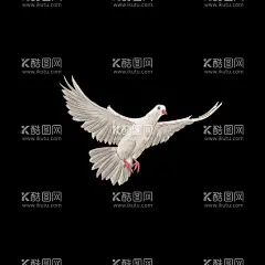 鸽子  - 源文件下载【酷图网】鸽子,鸽子素材,鸽子图案,鸽子图片,鸽子图标,鸽子背景,鸽子元素,信鸽,信鸽素材,信鸽图案,手绘鸽子,鸽子剪影,鸽子剪纸,分层鸽子,鸟,鸟素材,鸟图片,乳鸽,飞鸽