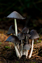 mushrooms: 