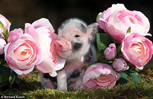 粉色我最爱：在德文郡的农场里，一只小猪依...
