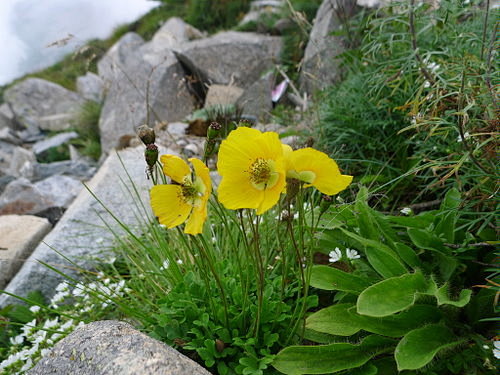 4.野罂粟 Papaver nudica...