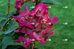 绣球花 花壁纸 花卉背景 花朵 美丽的花朵 粉红色的花朵 花园