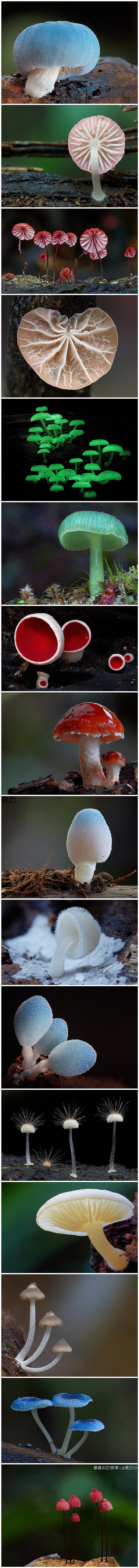 大自然的魔法—“蘑菇”