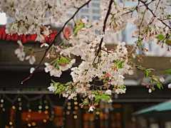 3月樱花640*480高清风景手机壁纸 | 风景 - 芒果唯美图片(mangowed.com)