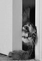 Puss-in-door