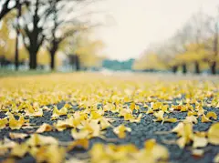 回家的路上会路过一片银杏树，如今这个时节，银杏树的叶子都变成了金黄色，洋洋洒洒地铺散在道路上，看上去给这个冬日带来了一点点温暖。黄色，是温暖的颜色，相信很多人喜欢黄色也是因为这个原因吧。