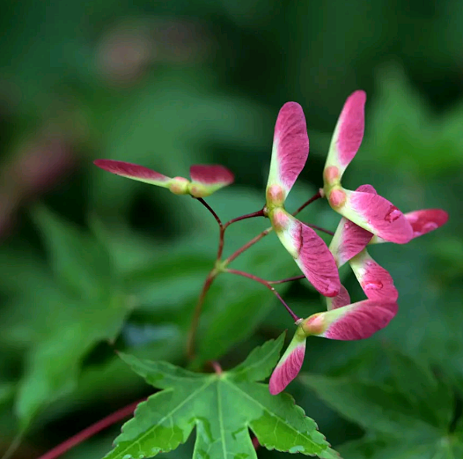 鸡爪槭,别名:七角枫