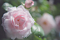 Rose by Christoph Grabinski on 500px