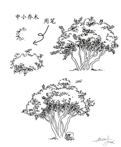 麦兜errrrr采集到植物手绘