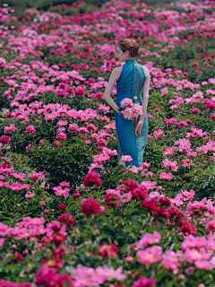 xingjianshikun采集到花海设计