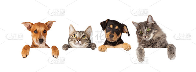 猫,狗,白色,悬挂的,布告,合成图像,留...