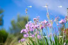 花朵 花瓣 自然 花壁纸 花卉背景 植物 盛开 粉红色的花瓣