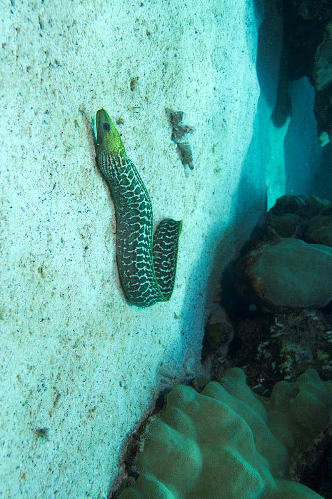 鳗鲡目海鳝科波纹裸胸鳝
