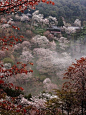 迷霧吉野寺。 #美景#