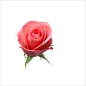 真实红玫瑰粉玫瑰白玫瑰蓝玫瑰照片装饰PNG免抠透明设计PS素材图
