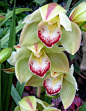 "Smokin'!!" by My Lovely Wife (Cymbidium Orchid Smoke King 'Geyserland') by Puzzler4879, via Flickr