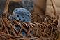 Russian Blue Kitten on Brown Woven Basket