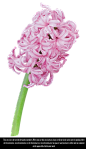 Daffodil PNG 06 : FAV BEFORE you download! Updated Stock Usage RulesHow to Credit Me: :bulletgreen: Creating a CLICKABLE link to my image in your description. This is not negotiable. :bulletgreen: Comment on my stoc...