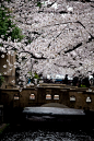 Spring in Kyoto, Cherry blossoms of Takase river