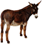 donkey_PNG30