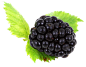 Blackberry with Leaves PNG image - PngPix : Blackberry with Leaves PNG image is a free PNG picture with transparent background. Download this free PNG photo for you design work. _果蔬食物厨房用品_T2020731 #率叶插件，让花瓣网更好用_http://ly.jiuxihuan.net/?yqr=14730139#