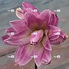 百合 花 粉红色的花 花壁纸 植物 花卉背景 花园 盛开 植物群