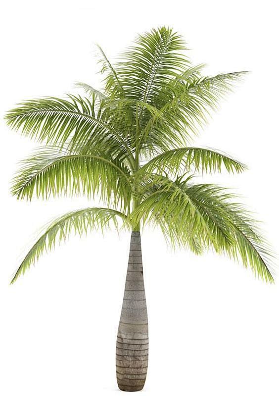 Bottle Palm (Hyophor...