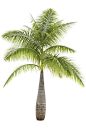 Bottle Palm (Hyophorbe lagenicaulis): 