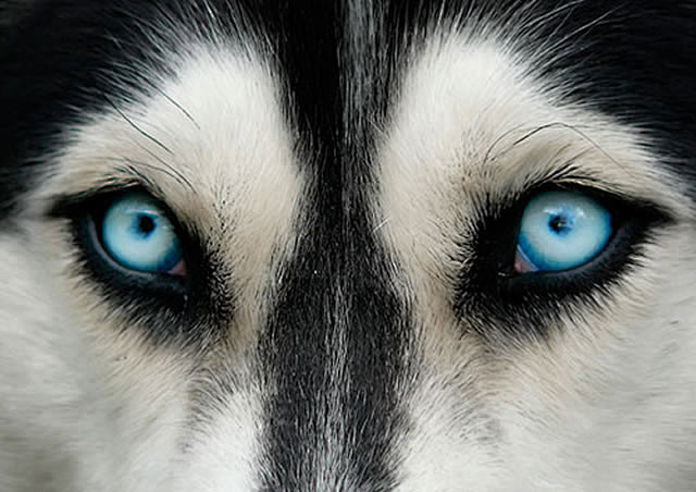 25张惊人的动物眼睛特写
