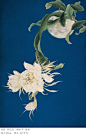 #古风# #古风绘画# 刹那间的美丽，一瞬间的永恒。（“ 昙花一现，只为韦驮”，你知道这个与昙花有关的传说吗？） ​​​​