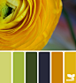 ranunculus color