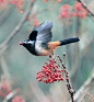 台湾摄影师John Soong漂亮的花鸟摄影作品
(736×800)