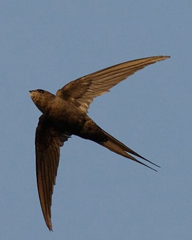 棕雨燕鸟纲国家三级保护动物