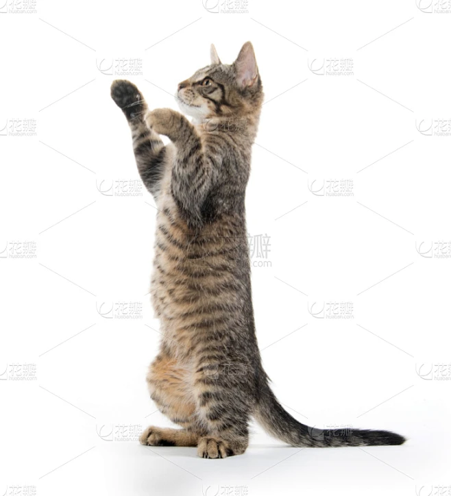 斑纹猫,可爱的,小猫,后腿站立,垂直画幅,无人,猫科动物,白色背景,幼小动物,一只动物素材-花瓣网