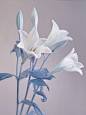 荷兰百合｜Lily longiflorum watch up