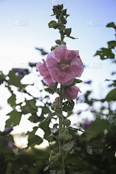 Alcea Rosea