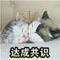 可爱猫表情包 - 表情包搜索结果 - 斗图表情包在线制作