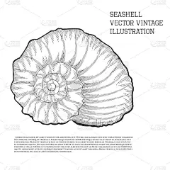 海贝。矢量复古插图风俗化为手绘草图图形与孵育
