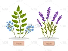 熏衣草,乳香,清新,唱片,植物群,模板,植物,布置,绘制,花