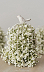 满天星（Gypsophila）