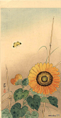 小原古邨(Ohara Koson)高清作品《小蝴蝶与向日葵》