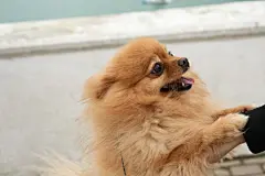 点击来源直接获取大图文件 |一只顽皮的小博美犬将爪子搭在主人手上，深情地望着她。留空区域。