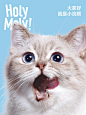 这么可爱的小猫咪究竟在吃啥！ - 小红书