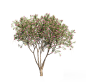 夹竹桃10